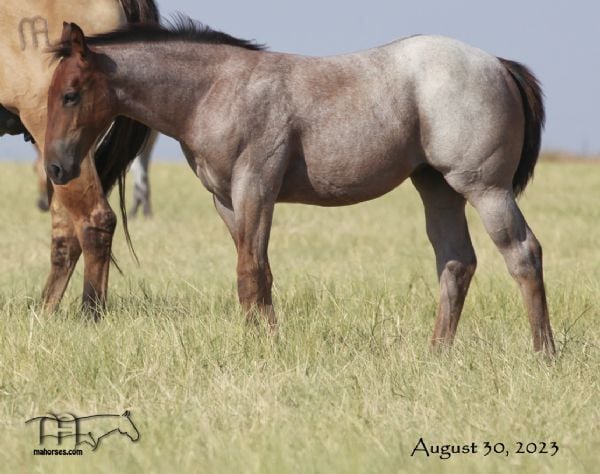 Redbones Speed MA's 2023 Bay Roan Filly